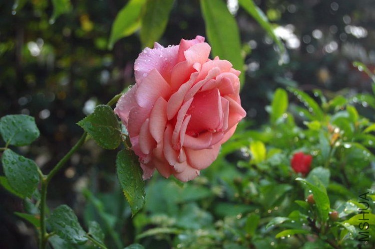 DSC_01430143.JPG