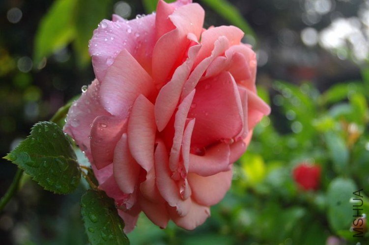 DSC_01440144.JPG