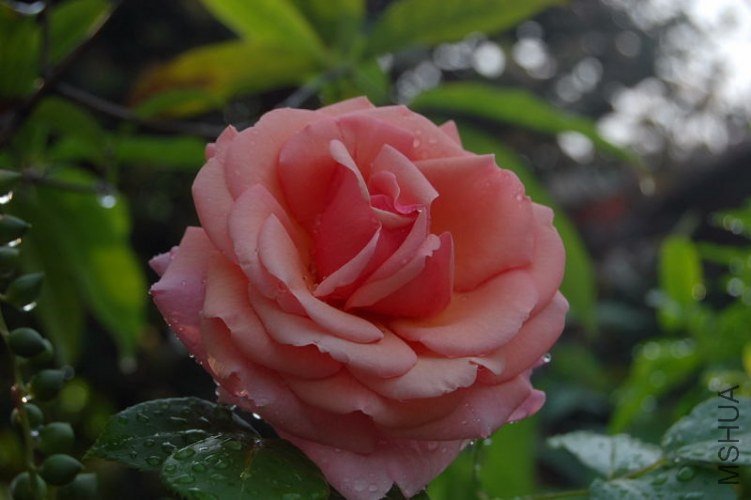 DSC_01470147.JPG
