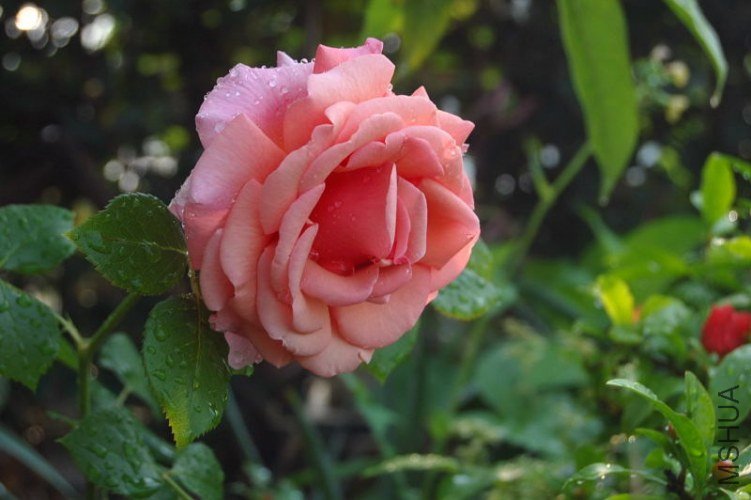 DSC_01450145.JPG