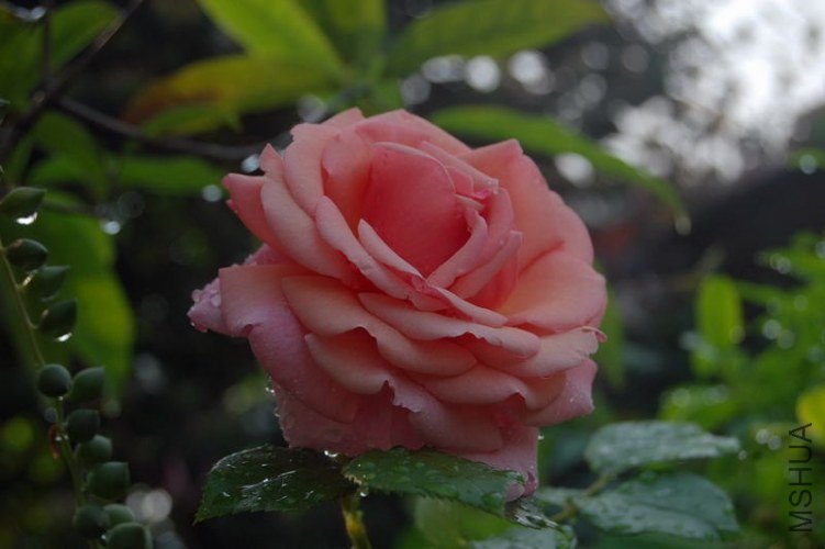 DSC_01480148.JPG