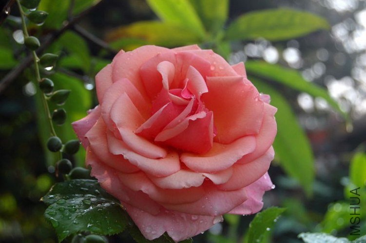 DSC_01490149.JPG