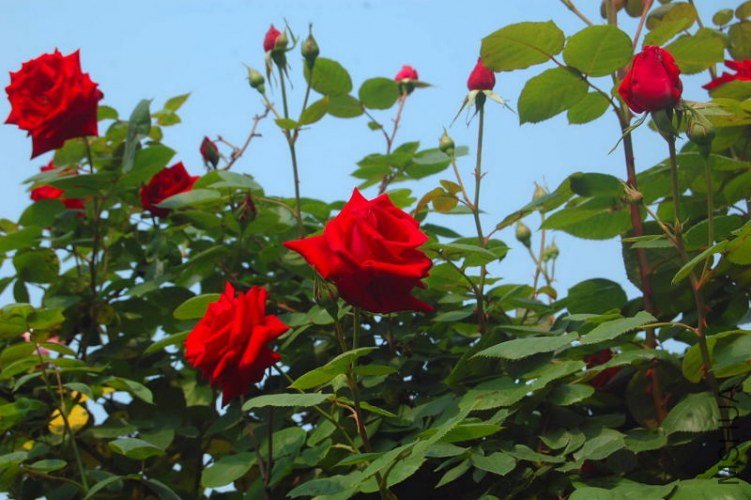 DSC_01370137.JPG