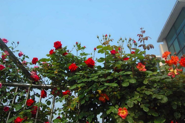 DSC_01390139.JPG