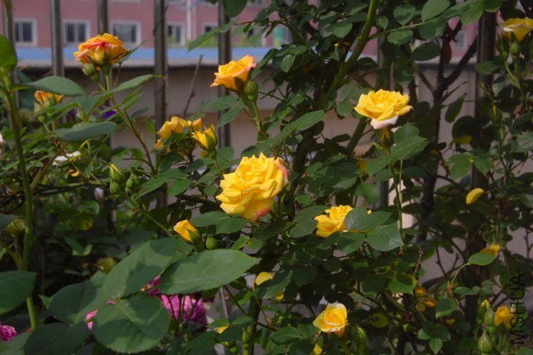 DSC_00740074.JPG