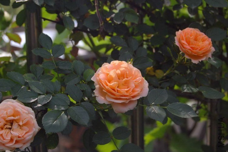 DSC_00910091.JPG