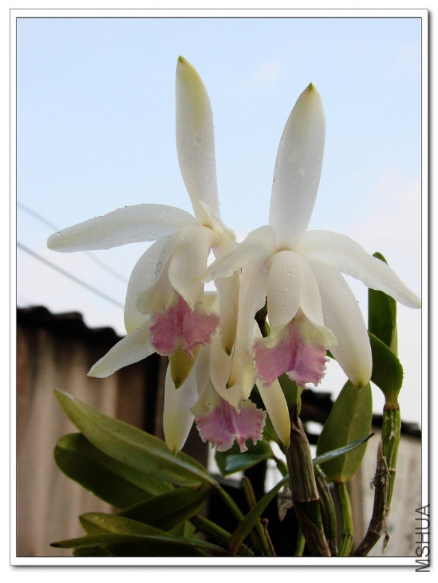 C.intermedia fma.suavissima Tokyo.jpg