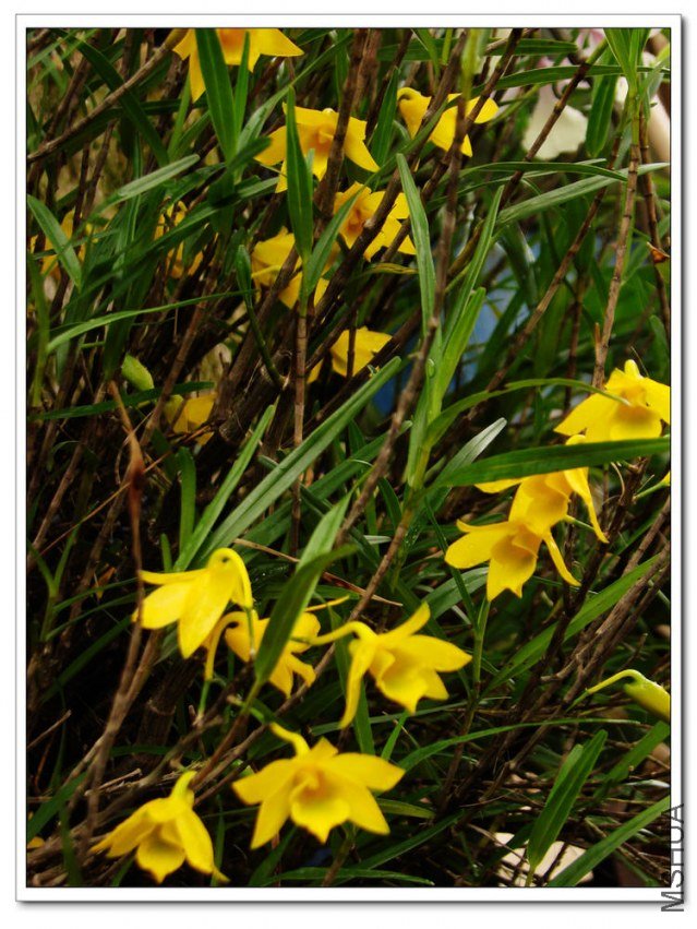 ϸҶʯ��.jpg