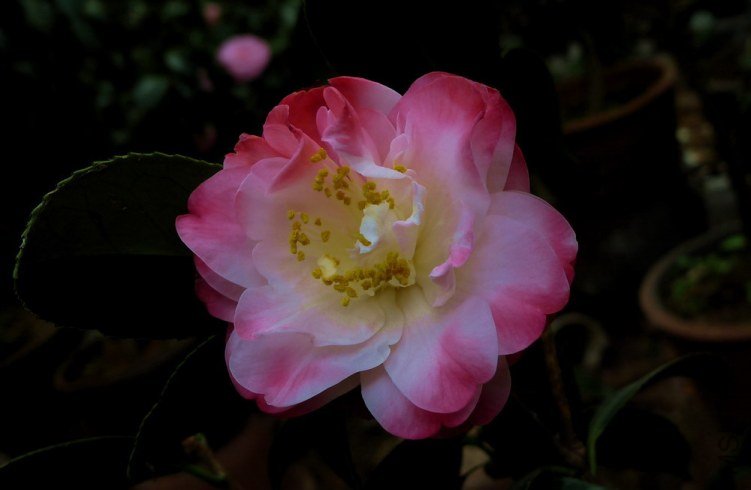 P1570399.jpg