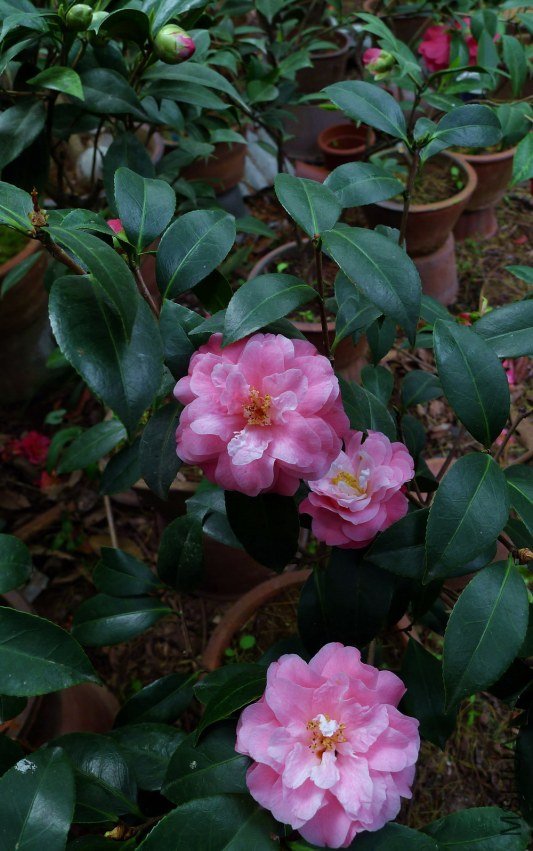 P1540941.jpg