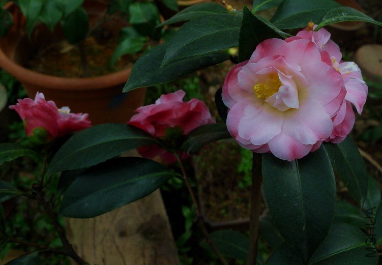 P1460603.jpg