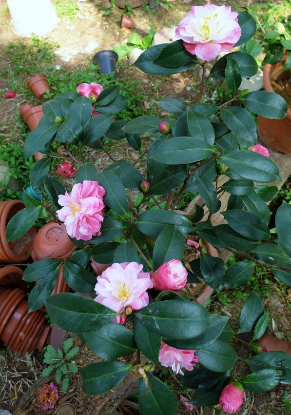 P1440891.jpg