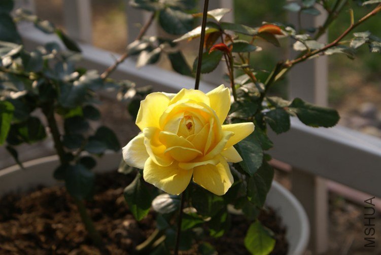 DSC05816_����.jpg