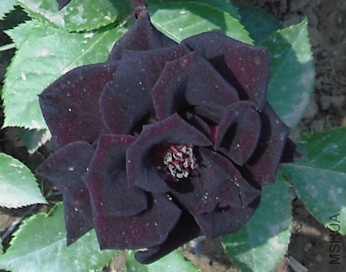 DSCF2155.JPG
