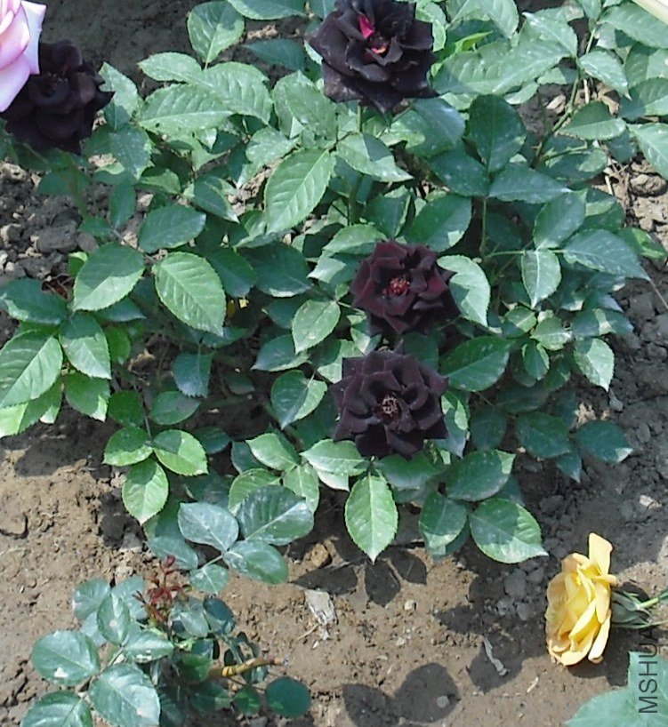DSCF2156.JPG