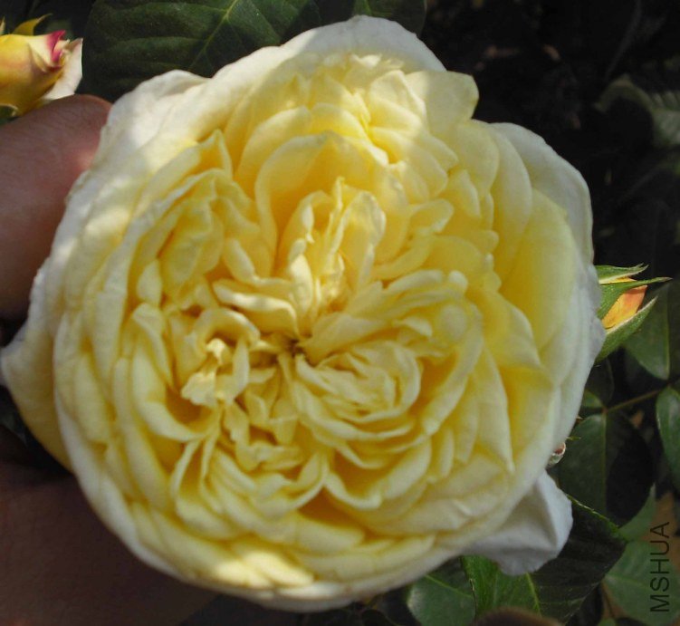 DSCF2127.JPG