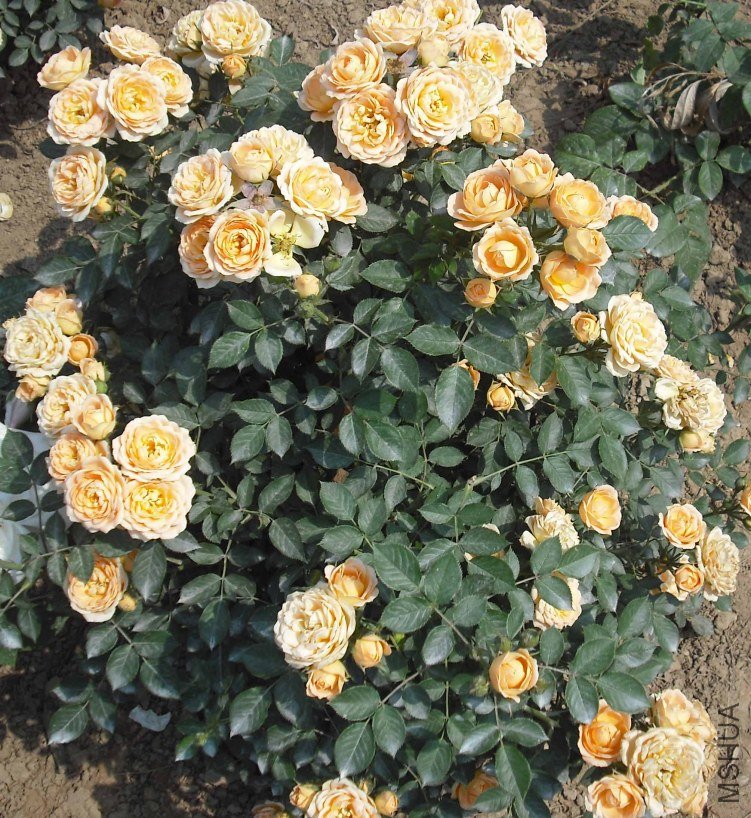 DSCF2147.JPG