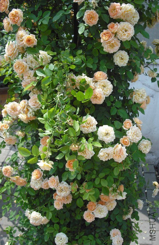 DSCF2123.JPG