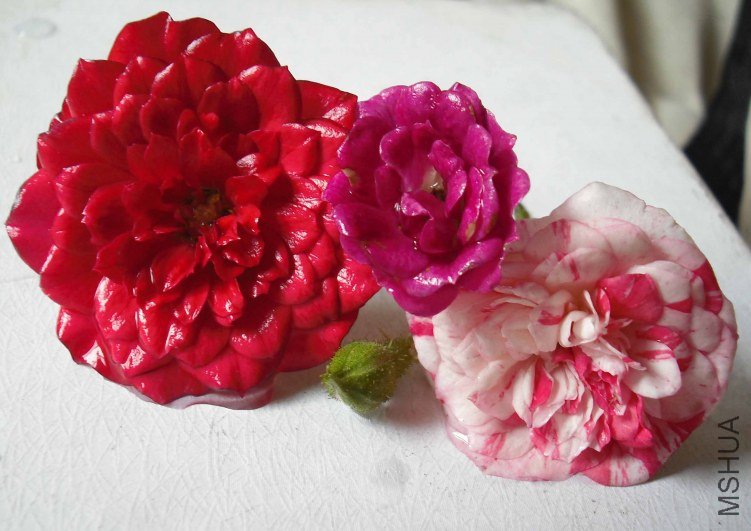 DSCF2200.JPG