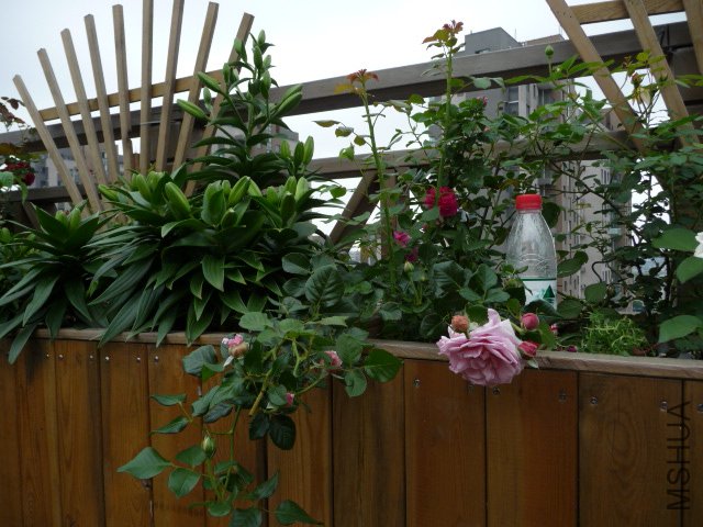 P1230064.JPG