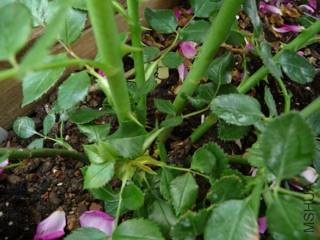P1230065.JPG