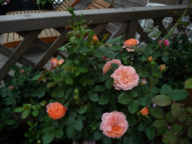 P1230040.JPG