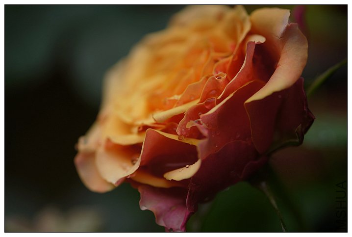 DSC01724_��Ӱ_1.jpg