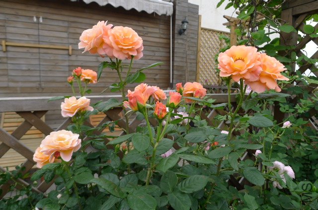 P1030410.JPG