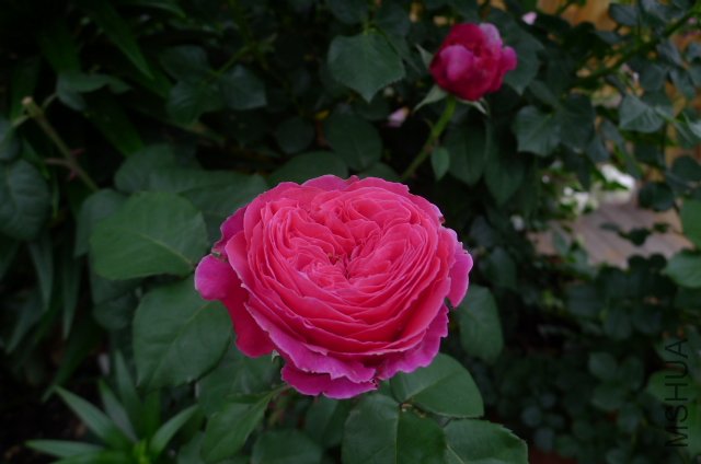 P1030444.JPG