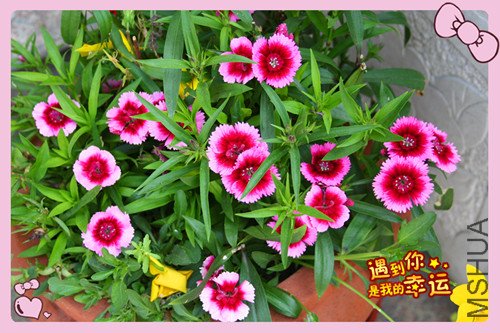 ��Ƭ 012_����ʯ1.jpg