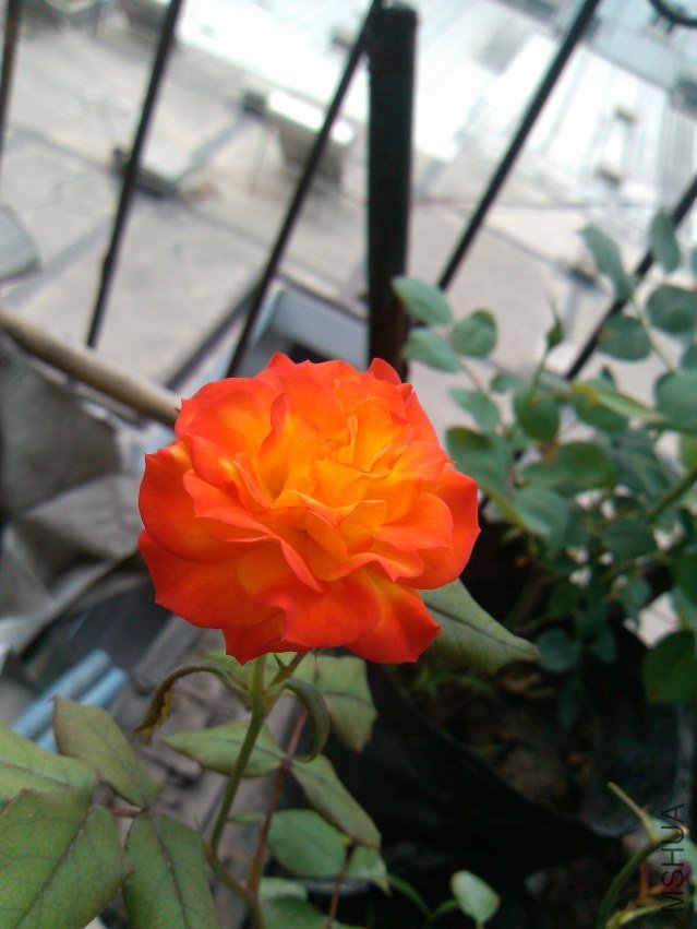IMG_20120509_070014.jpg