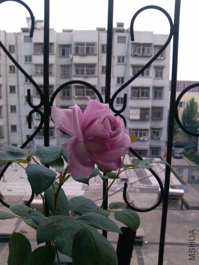IMG_20120509_185022.jpg