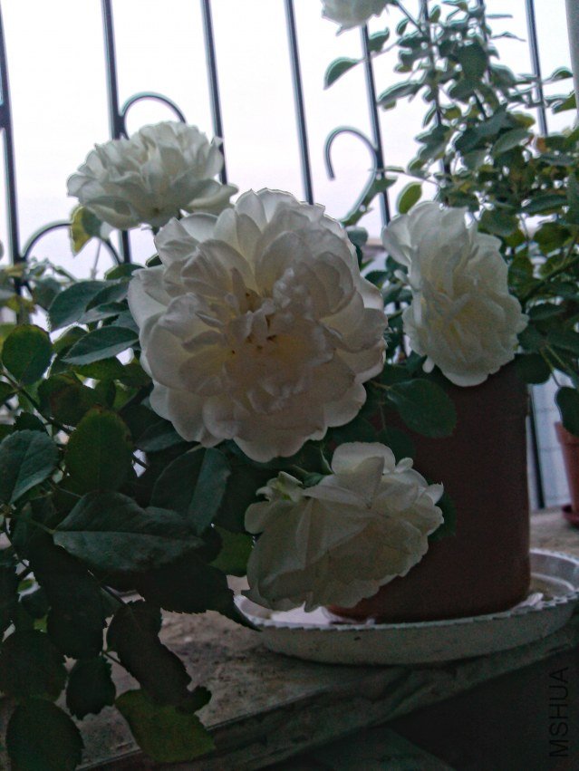 IMG_20120509_185325_hdr.jpg