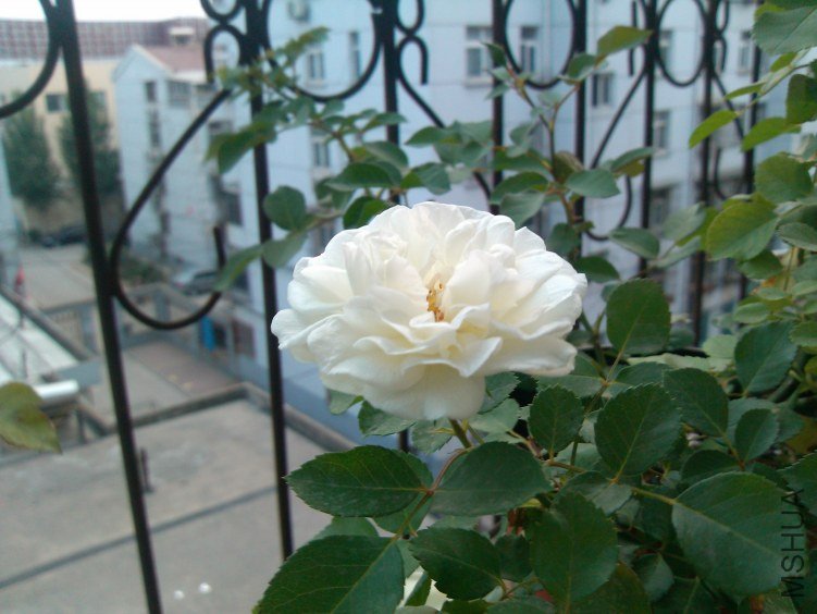 IMG_20120504_183554.jpg