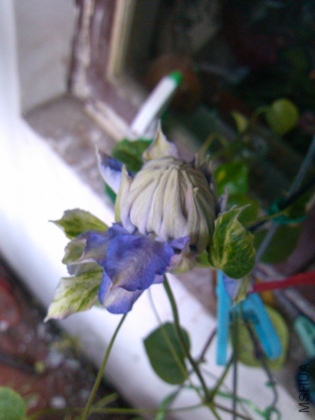 IMG_20120509_065845.jpg