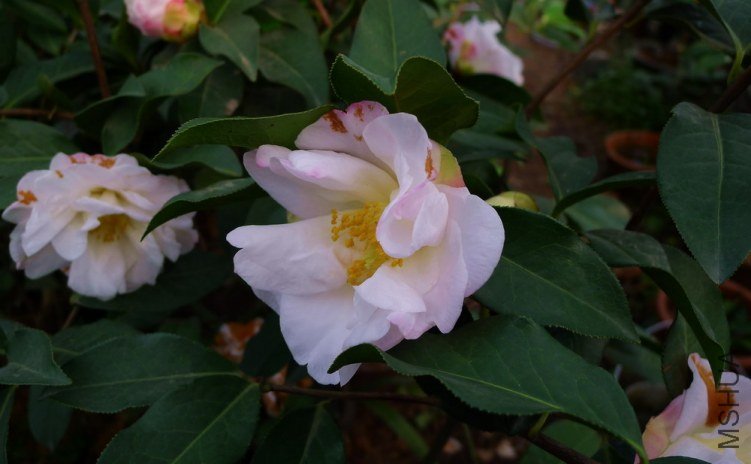 P1390930.jpg