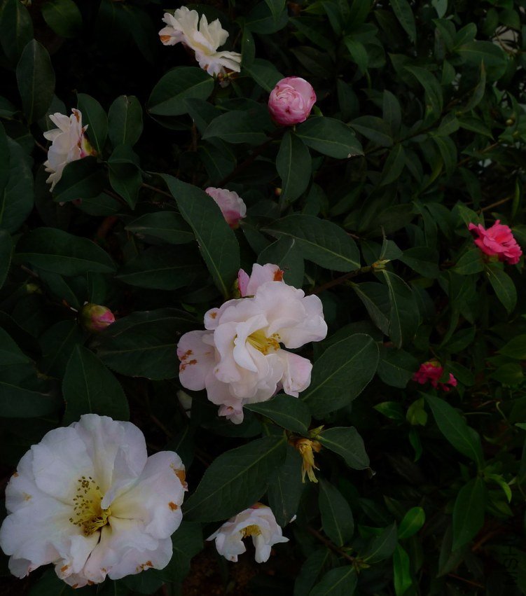 P1390931.jpg
