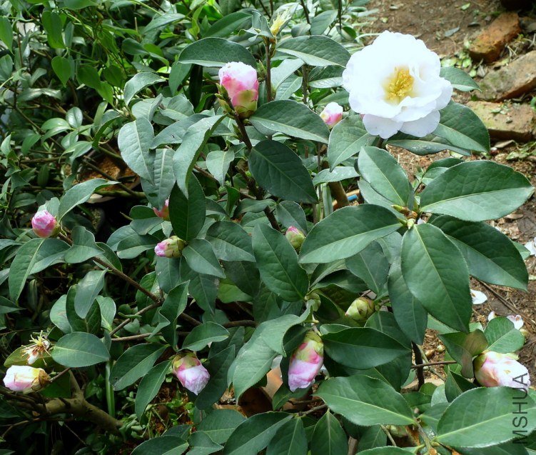 P1380669.jpg