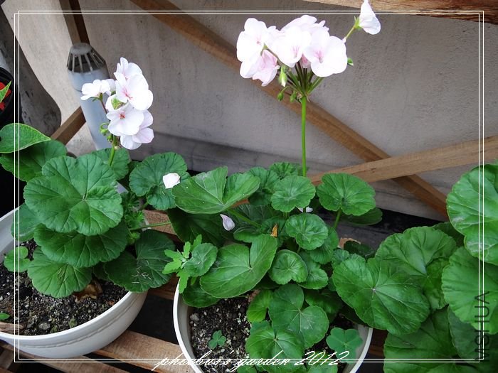 nEO_IMG_DSC02135.jpg