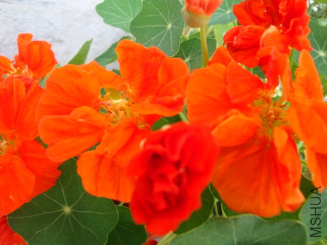 DSC03957.JPG