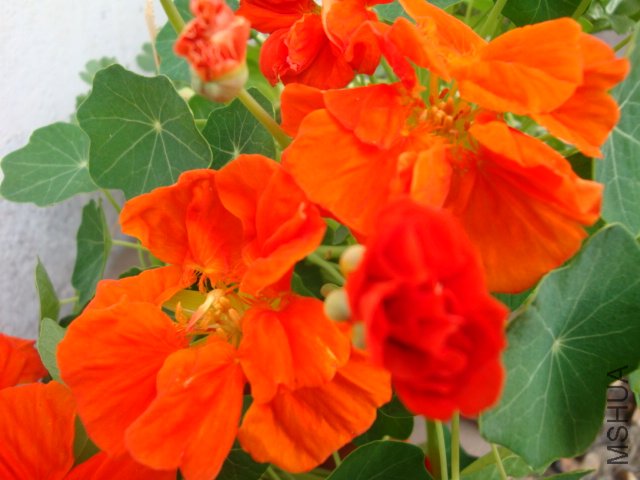 DSC03958.JPG
