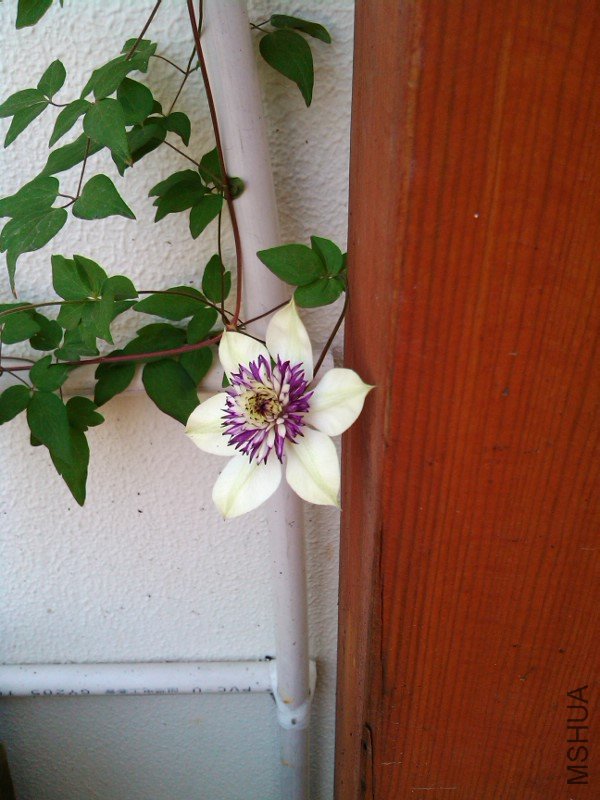 IMG_20120510_074458.jpg