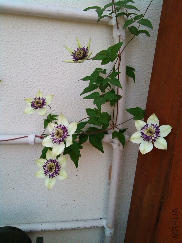 IMG_20120510_074401.jpg
