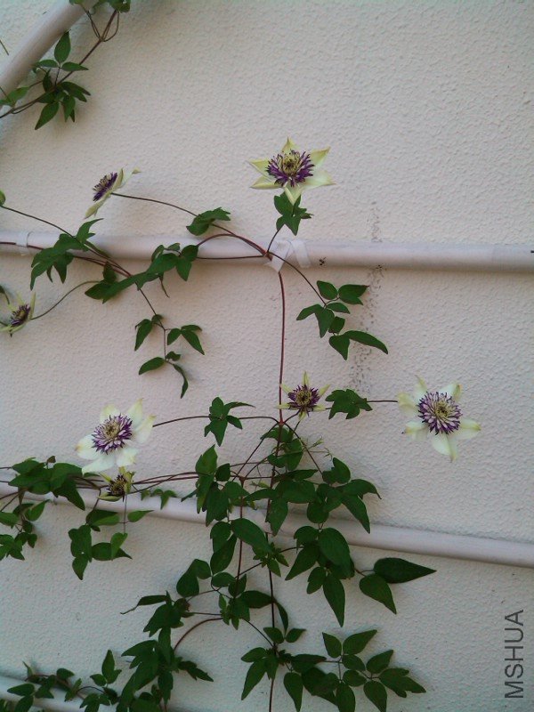 IMG_20120510_074406.jpg