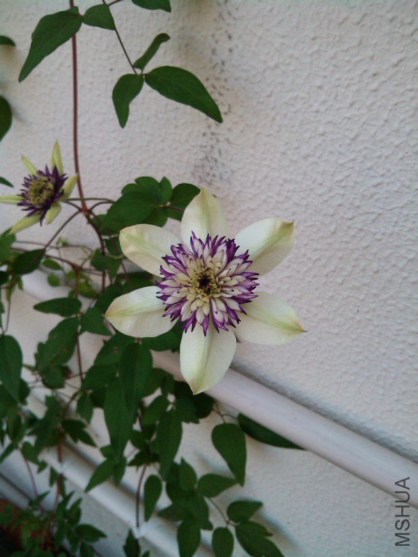 IMG_20120510_074411.jpg
