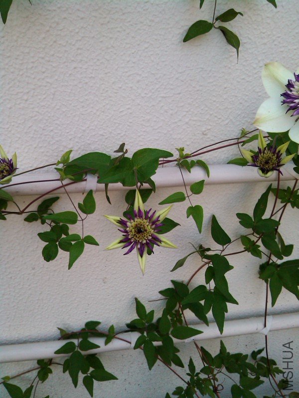 IMG_20120510_074431.jpg