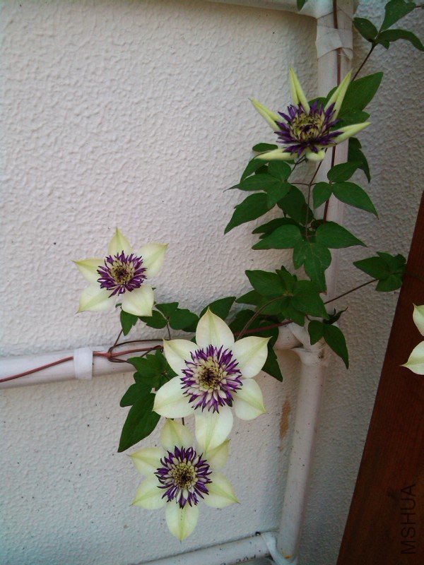 IMG_20120510_074453.jpg