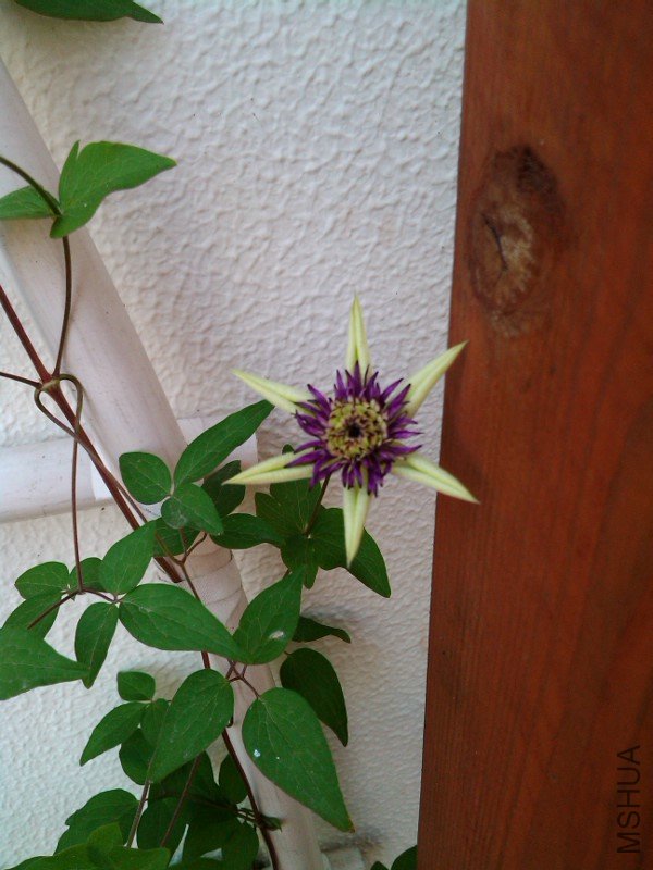 IMG_20120510_074447.jpg