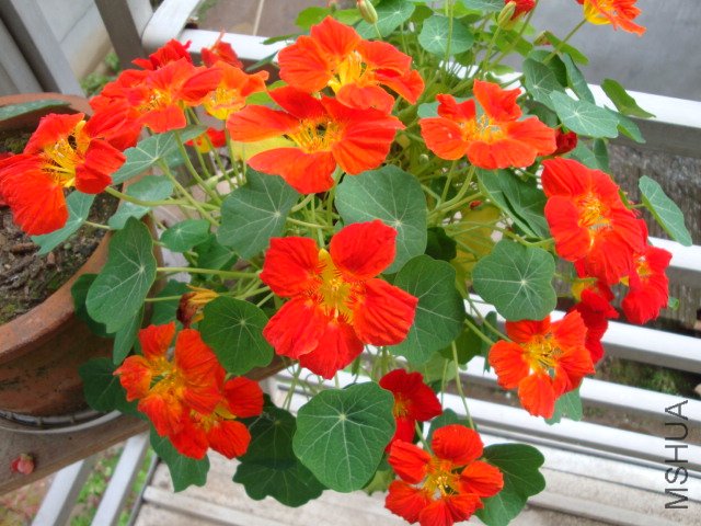 DSC03954.JPG