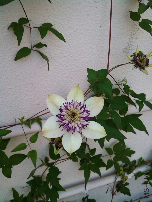 IMG_20120510_074419.jpg
